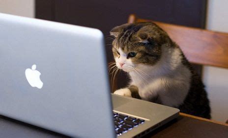 facebookアカウント作成: なぜ猫はインターネットを支配しているのか？