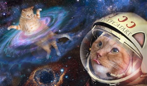 アンサンブル 英語: なぜ猫は宇宙を支配するのか？